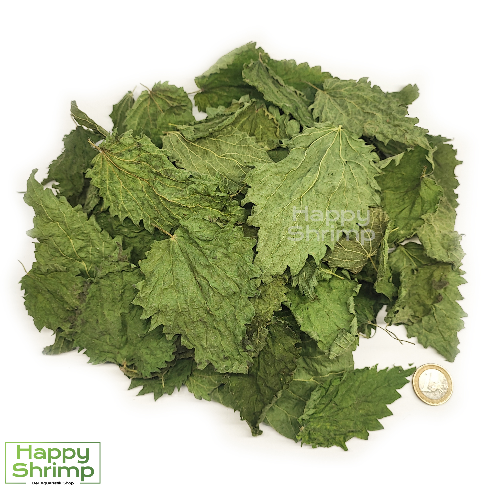 Brennnesselblätter eignen sich optimal als natürliches Futter für Garnelen, Schnecken, Welse und viele andere Aquarien Tiere.