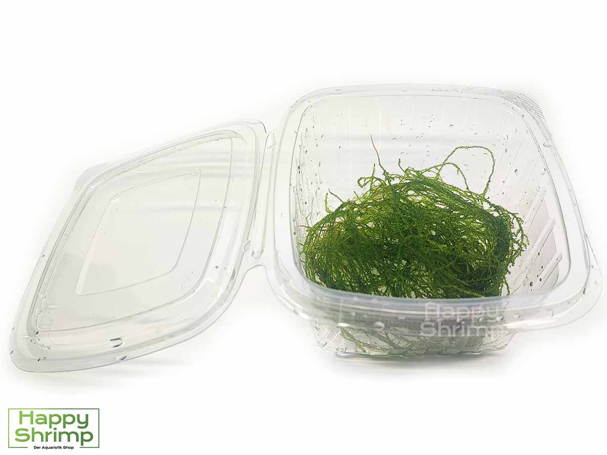 Flammenmoos – Taxiphyllum sp. Flame ist das einzige Moos im Aquarium das zur Wasseroberfläche wächst. Ideal als natürliche Trennung oder Versteckmöglichkeit für Garnelen und Fische.