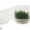 Korallenmoos – Riccardia sp. chamedryfolia Aquarium Moos Portion Korallenmoos – Riccardia sp. chamedryfolia ist ein einzigartiges Aquarium Moos. Ideal als Versteckmöglichkeit für Garnelen und Schnecken.