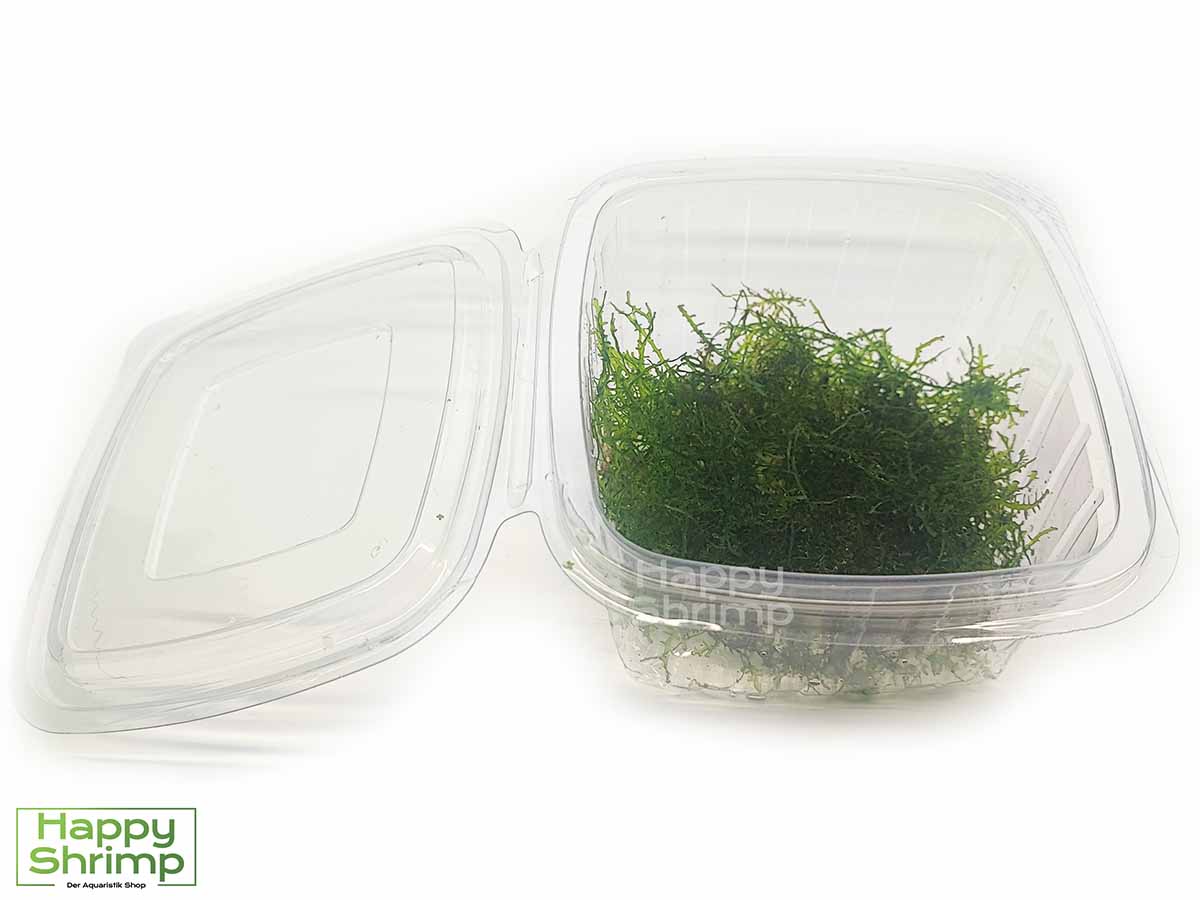 Korallenmoos – Riccardia sp. chamedryfolia Aquarium Moos Portion Korallenmoos – Riccardia sp. chamedryfolia ist ein einzigartiges Aquarium Moos. Ideal als Versteckmöglichkeit für Garnelen und Schnecken.