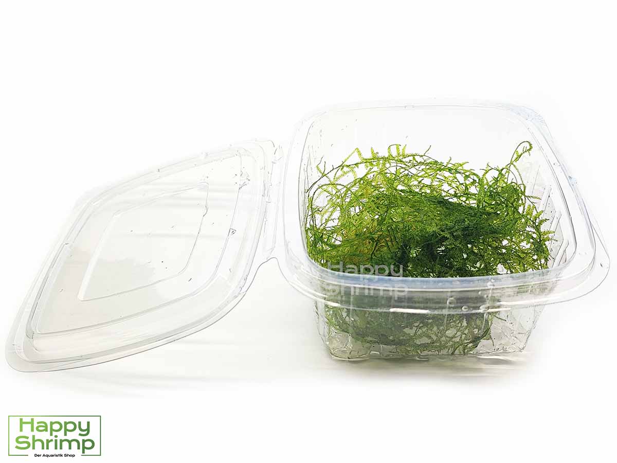 Taxiphyllum SP. Gigant - Aquarium Moos portion1 Taxiphyllum SP. Gigant ist ein sehr durchwachsenes Aquarium Moos. Ideal als Versteckmöglichkeit für Garnelen und dessen Nachwuchs.