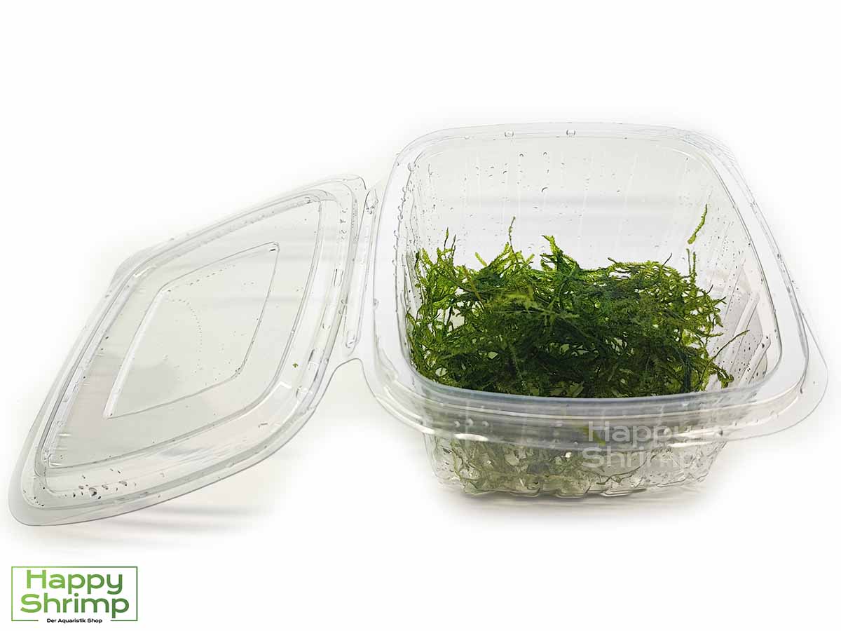 Taxiphyllum sp. Spiky Moos kann sehr gut auf Aquarium Wurzel aufgebunden werden. Ideal als Versteckmöglichkeit für Garnelen und dessen Nachwuchs.