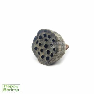 Der Lotus Pod ist eine Aquarium Deko, perfekt für Zwerggarnelen. Diese natürliche Versteckmöglichkeit eignet sich für kleine Aquarienbewohner.