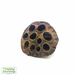 Der Lotus Pod ist eine Aquarium Deko, perfekt für Zwerggarnelen. Diese natürliche Versteckmöglichkeit eignet sich für kleine Aquarienbewohner.