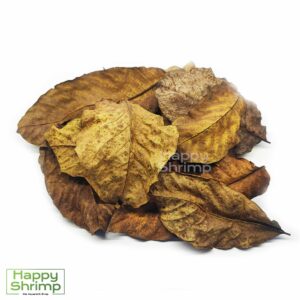 Walnussblätter sind eine natürliche Ergänzung für dein Garnelen Aquarium. Ob als Deko, Futter oder Wasseraufbereitung, diese Blätter eignen sich immer.