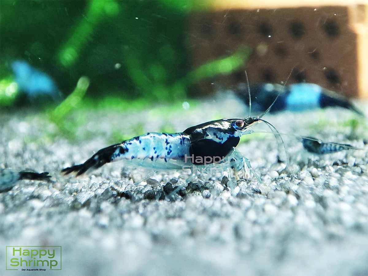 Carbon Rilii Garnelen gehören zu den Neocaridina davidi Shrimps. Ein Blickfang für jedes Nano Aquarium.