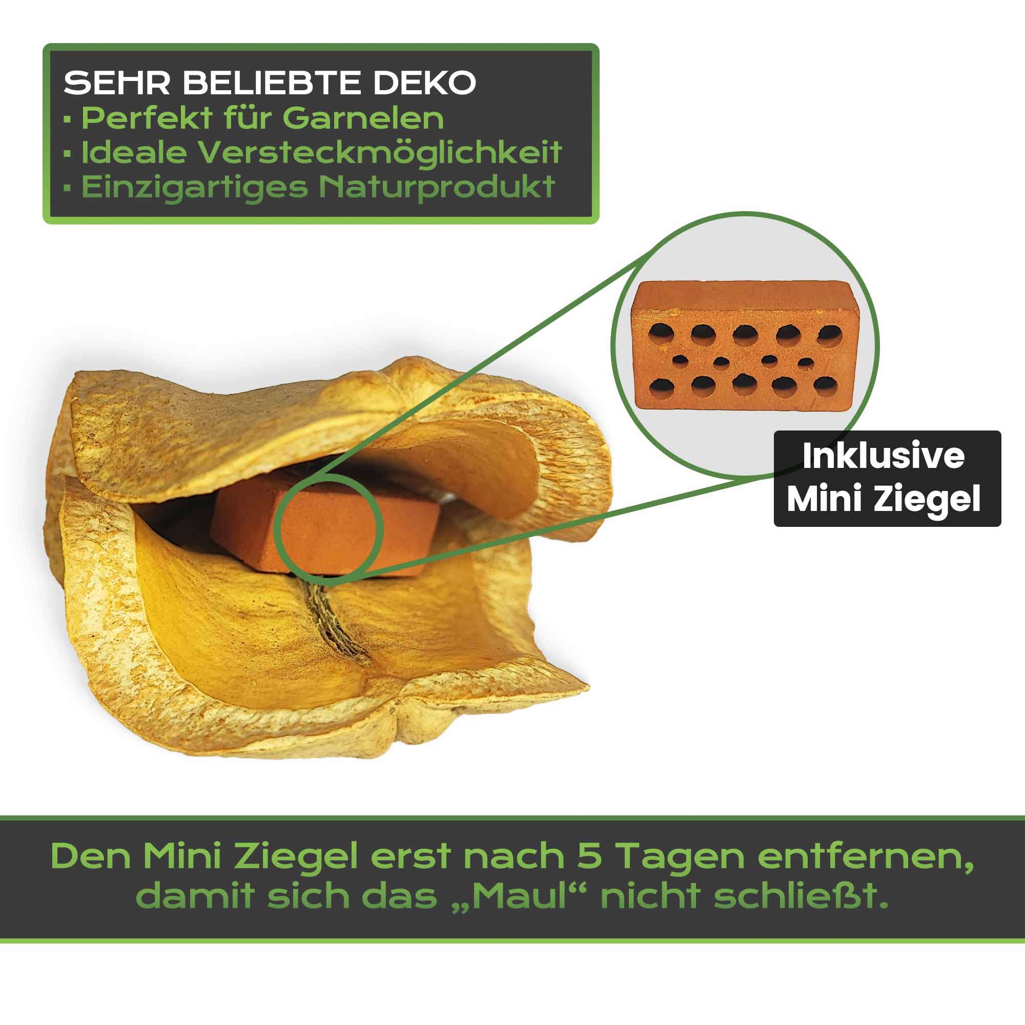 Froschmaluschote inkl. Mini Ziegel. Natürliche Höhle für Aquarienbewohner.