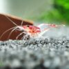 Red Rili Garnelen gehören zu den Neocaridina davidi Shrimps. Ein Blickfang für jedes Nano Aquarium.
