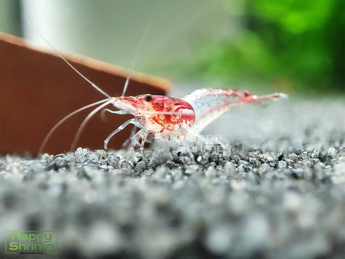 Red Rili Garnelen gehören zu den Neocaridina davidi Shrimps. Ein Blickfang für jedes Nano Aquarium.