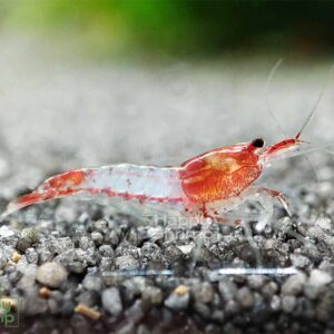 Red Rili Garnelen gehören zu den Neocaridina davidi Shrimps. Ein Blickfang für jedes Nano Aquarium.
