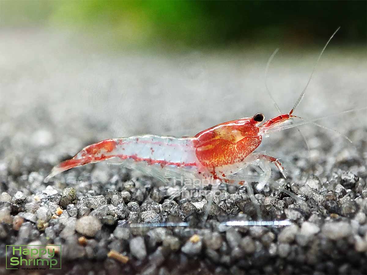 Red Rili Garnelen gehören zu den Neocaridina davidi Shrimps. Ein Blickfang für jedes Nano Aquarium.