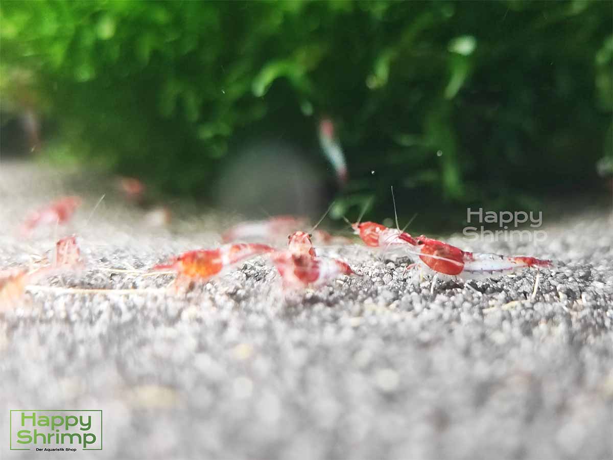 Red Rili Garnelen gehören zu den Neocaridina davidi Shrimps. Ein Blickfang für jedes Nano Aquarium.