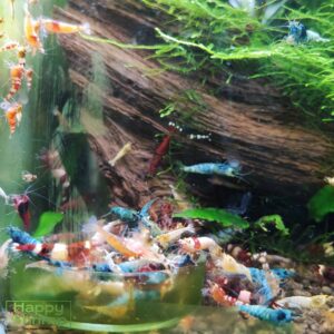 Unser Caridina Garnelen Mix besteht aus verschiedenen Zwerggarnelen wie Blue Bolts oder Red Wine. Perfekt für ein farbenfrohes natürliches Aquarium.