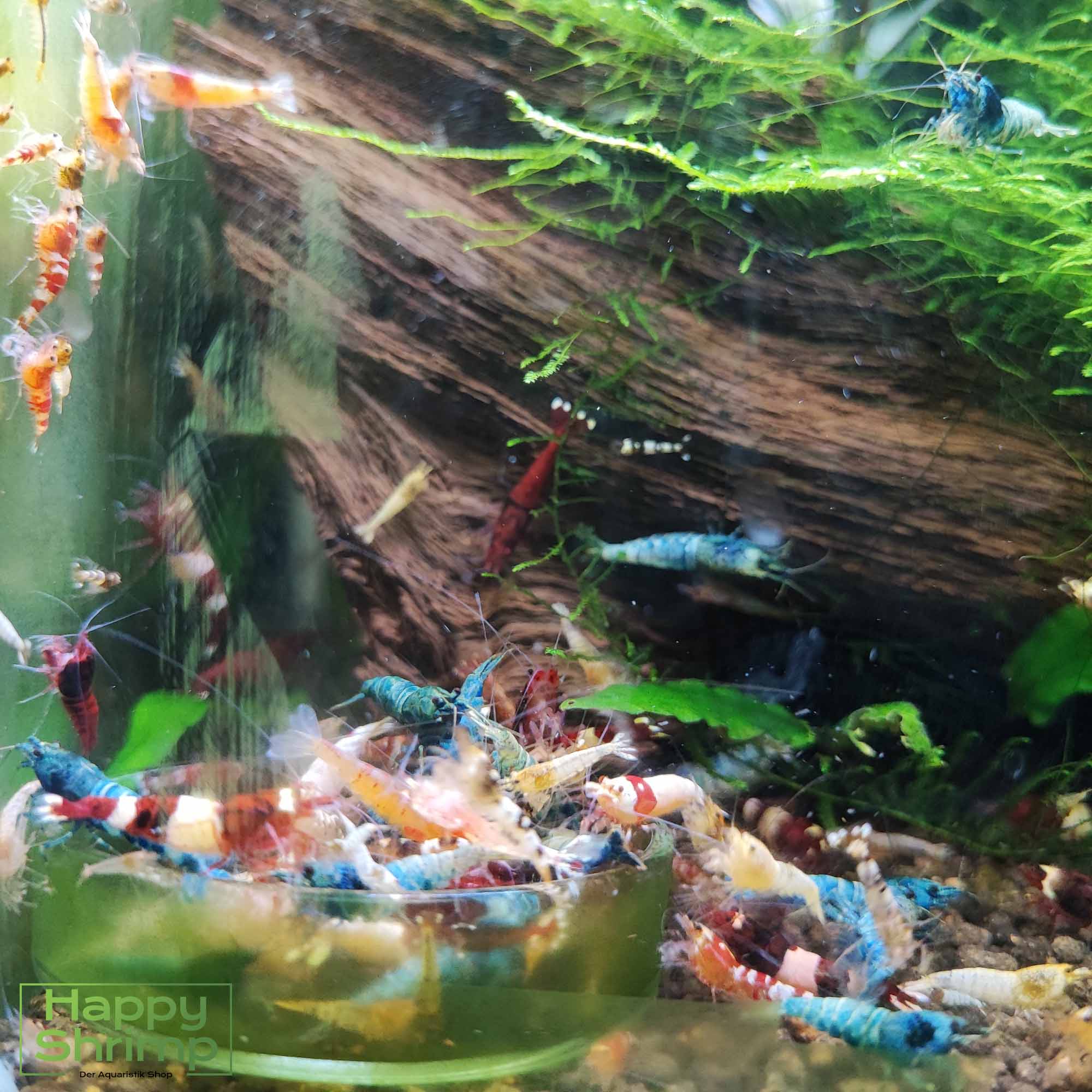 Caridina Garnelen Mix Garnelen Unser Caridina Garnelen Mix besteht aus verschiedenen Zwerggarnelen wie Blue Bolts oder Red Wine. Perfekt für ein farbenfrohes natürliches Aquarium.