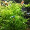Caridina Garnelen Mix Stamm mit Moos Unser Caridina Garnelen Mix besteht aus verschiedenen Zwerggarnelen wie Blue Bolts oder Red Wine. Perfekt für ein farbenfrohes natürliches Aquarium.