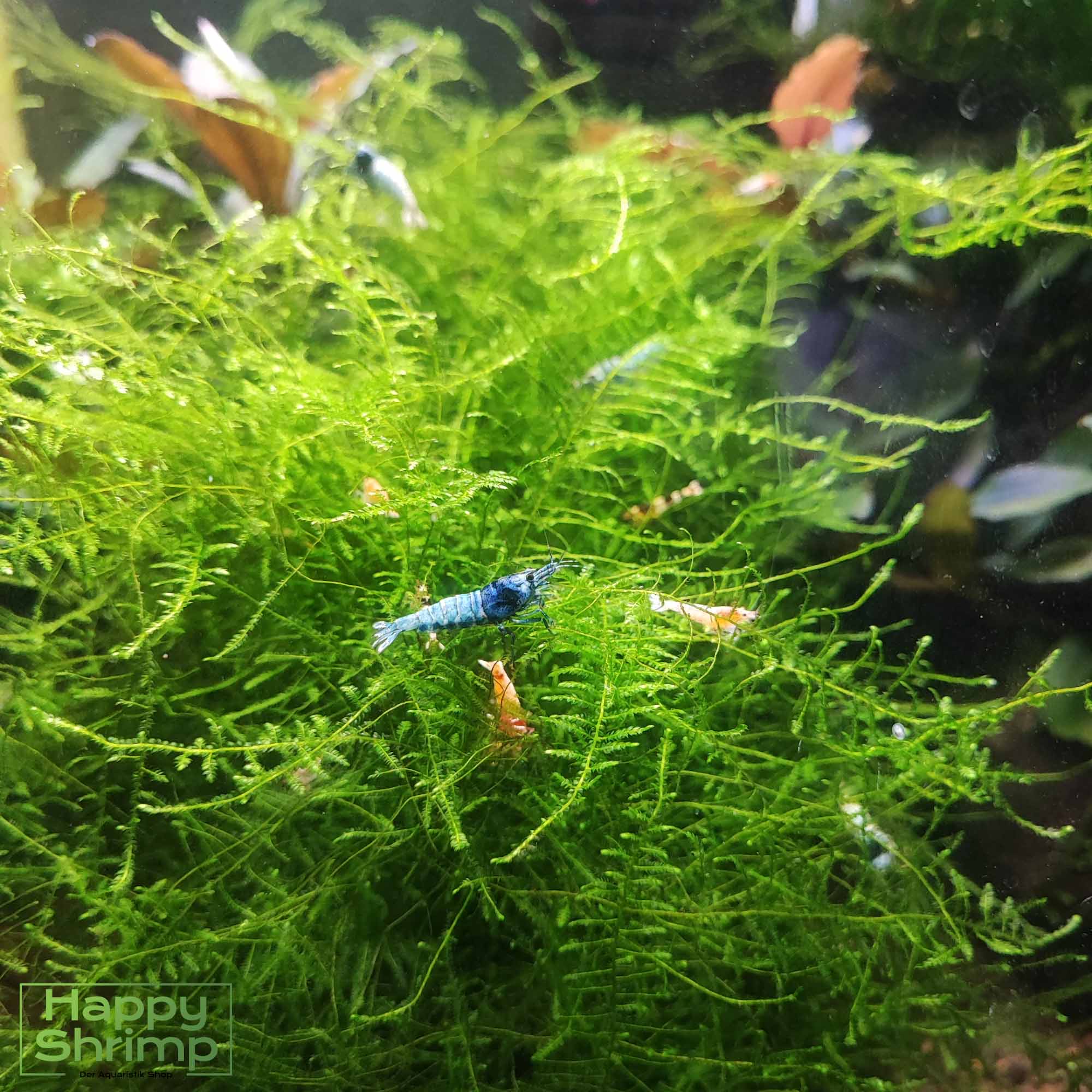 Caridina Garnelen Mix Stamm mit Moos Unser Caridina Garnelen Mix besteht aus verschiedenen Zwerggarnelen wie Blue Bolts oder Red Wine. Perfekt für ein farbenfrohes natürliches Aquarium.