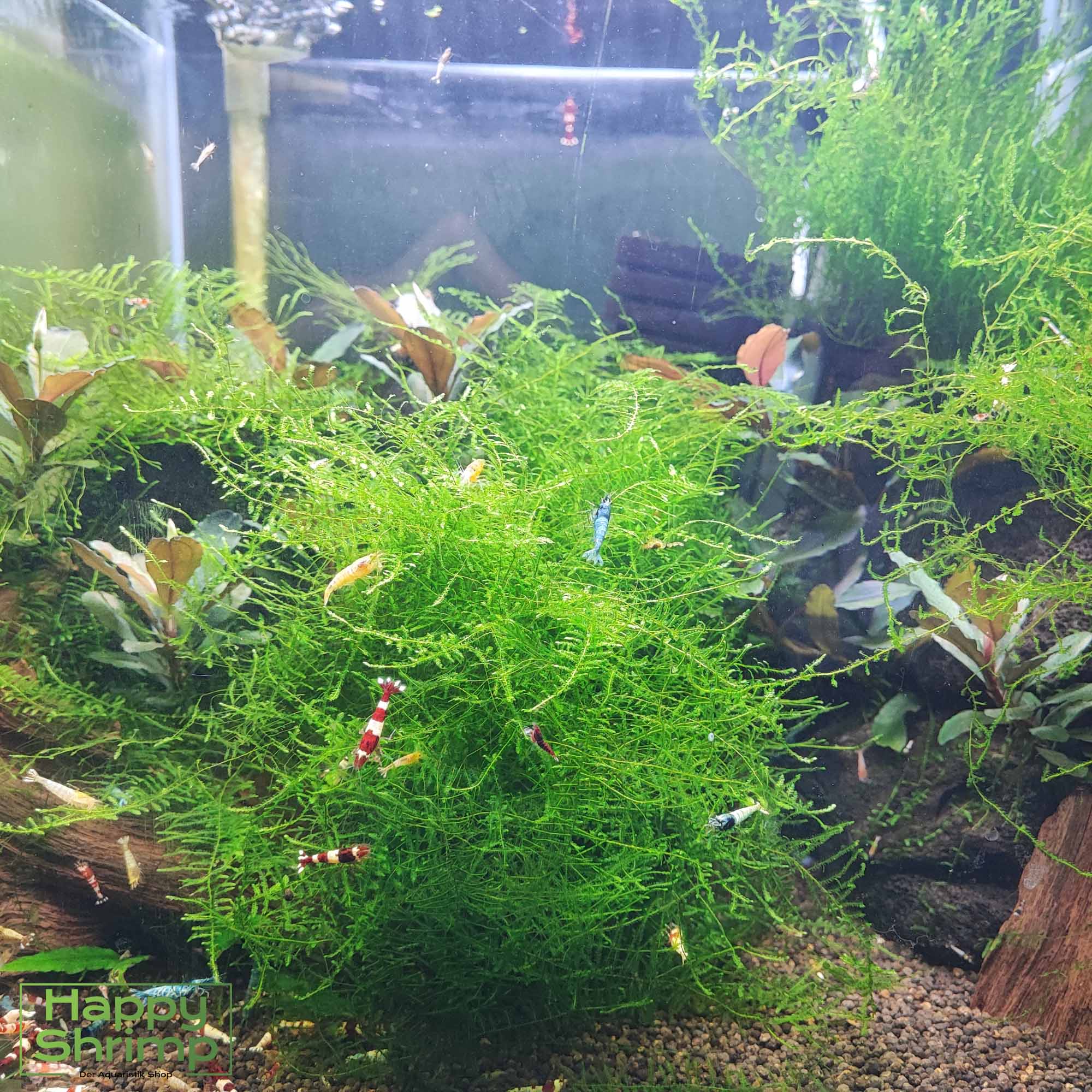 Caridina Garnelen Mix ganzes Aquarium Unser Caridina Garnelen Mix besteht aus verschiedenen Zwerggarnelen wie Blue Bolts oder Red Wine. Perfekt für ein farbenfrohes natürliches Aquarium.