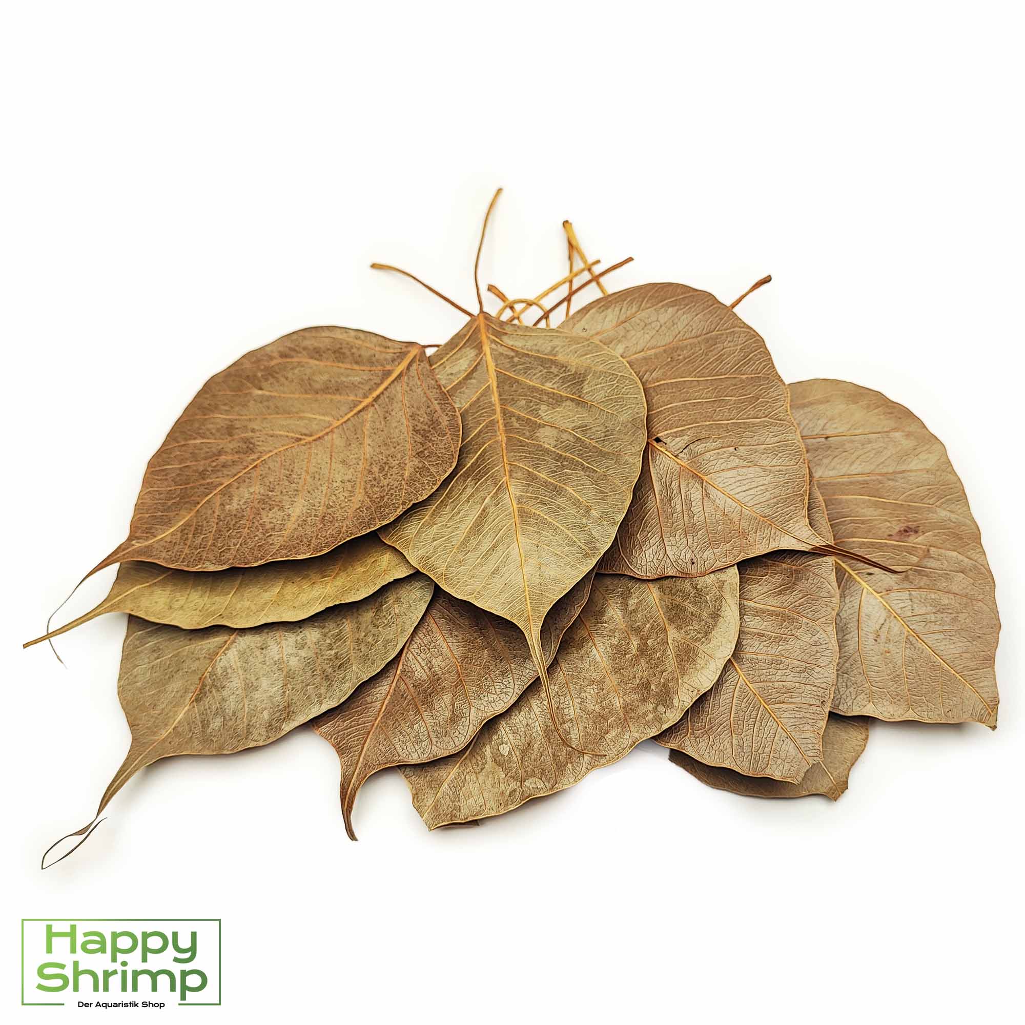 Peepal Blätter bieten nicht nur ein natürliches Versteck für Aquarienbewohner, sondern fördern auch die Wasserqualität.